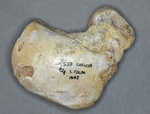 Zapestna kost jamskega medveda (Ursus spelaeus)